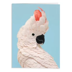 Galison Birds of the World Greeting Assortment Notecard Set