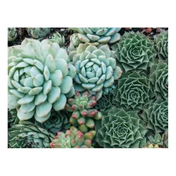 Galison Succulent Garden Double-Sided 500 Piece Jigsaw Puzzle
