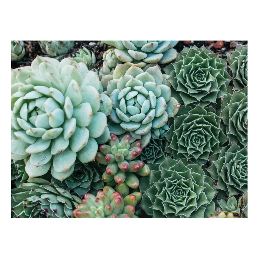 Galison Succulent Garden Double-Sided 500 Piece Jigsaw Puzzle