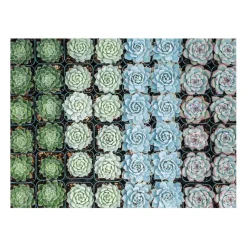 Galison Succulent Garden Double-Sided 500 Piece Jigsaw Puzzle