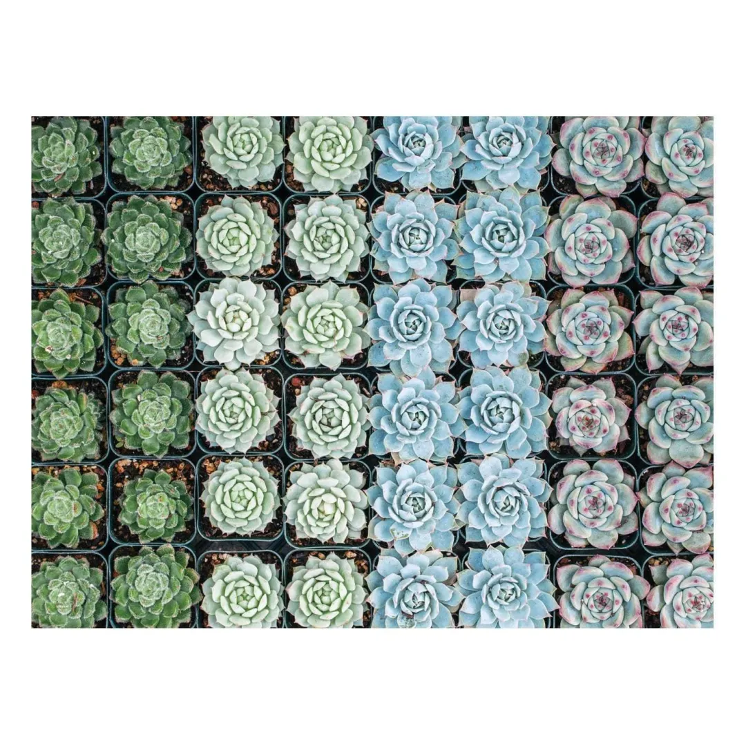 Galison Succulent Garden Double-Sided 500 Piece Jigsaw Puzzle