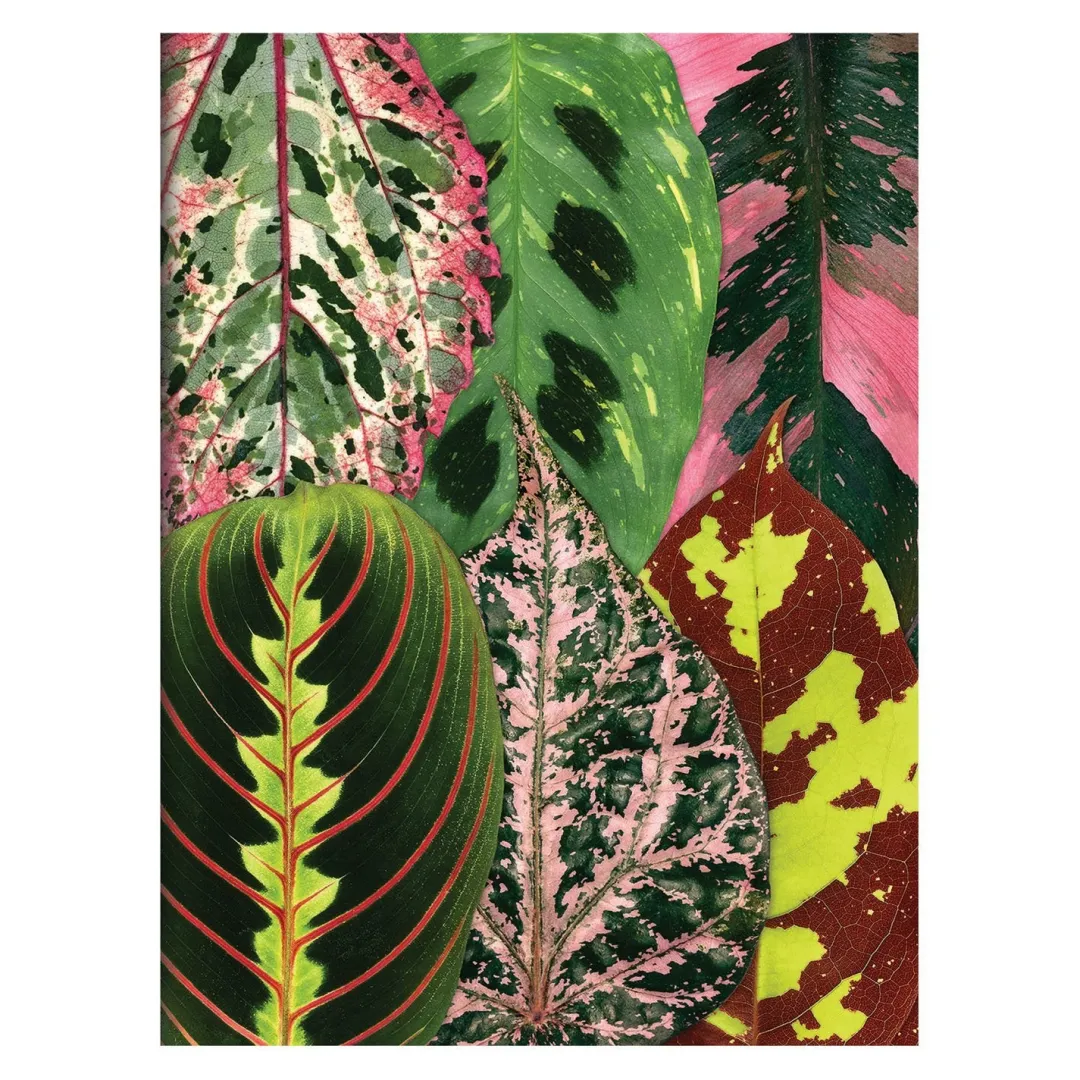 Galison Troy Litten Houseplant Jungle Greeting Assortment Notecards