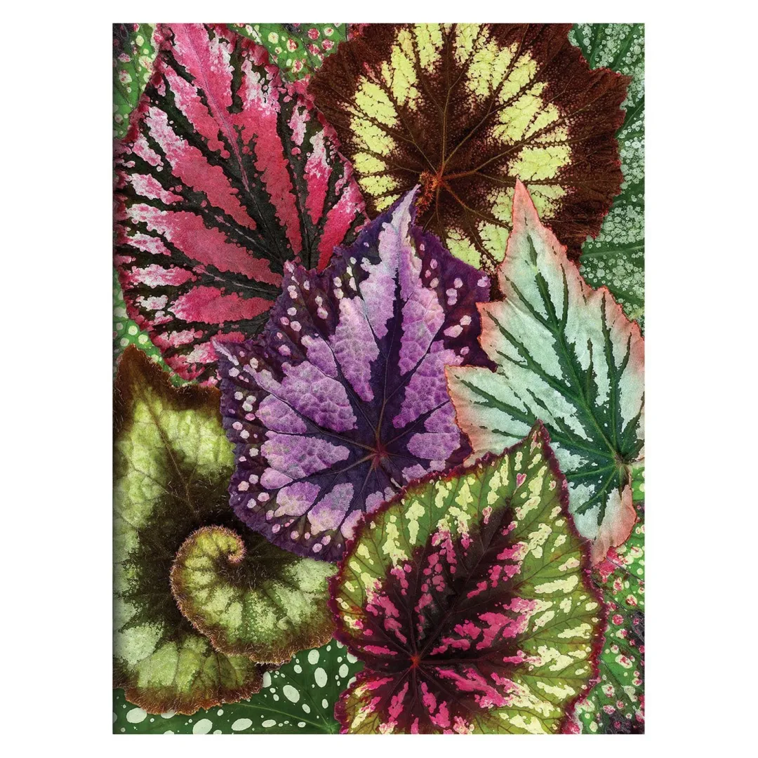 Galison Troy Litten Houseplant Jungle Greeting Assortment Notecards