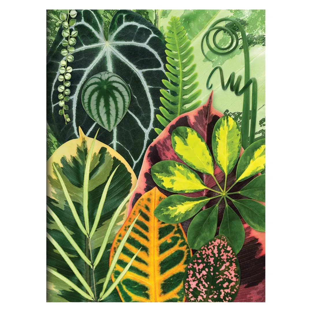 Galison Troy Litten Houseplant Jungle Greeting Assortment Notecards