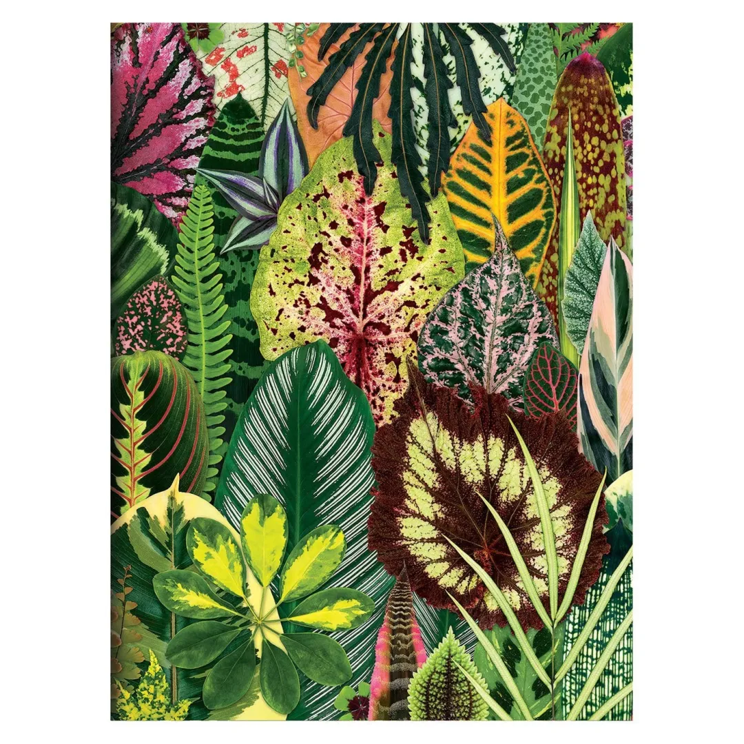 Galison Troy Litten Houseplant Jungle Greeting Assortment Notecards